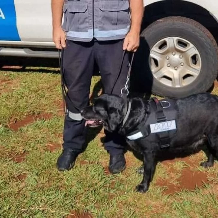 Se jubiló Filli, una perra labradora antinarcóticos de 10 años de la Aduana