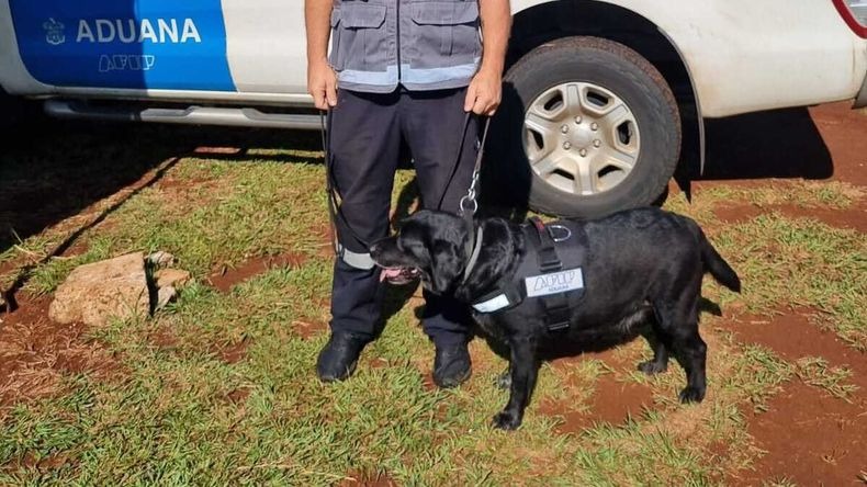 Se jubiló Filli, una perra labradora antinarcóticos de 10 años de la Aduana