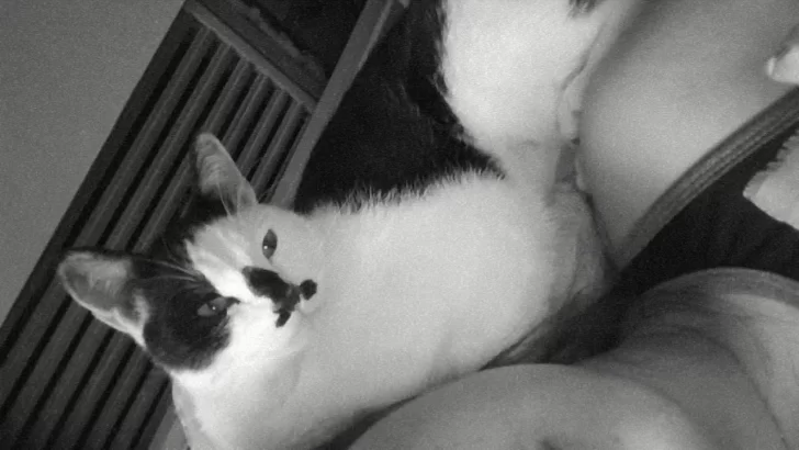 Después de 21 días, ¡encontraron a Oreo!: “Estaba muy flaco, con mucha hambre y sed”