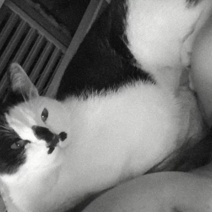 Después de 21 días, ¡encontraron a Oreo!: “Estaba muy flaco, con mucha hambre y sed”