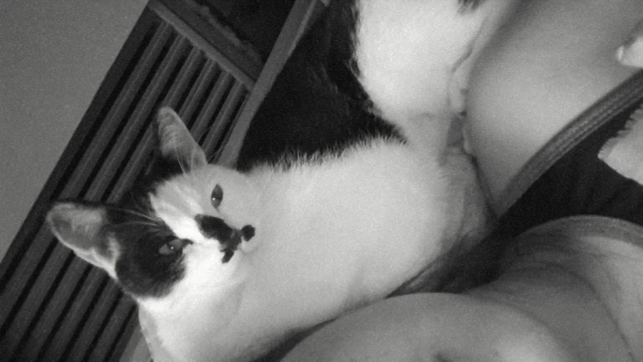 Después de 21 días, ¡encontraron a Oreo!: “Estaba muy flaco, con mucha hambre y sed”