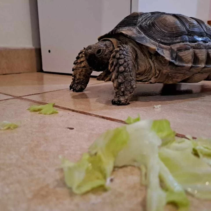 “Tortu”, la tortuga, se escapó y su familia pide ayuda para encontrarla