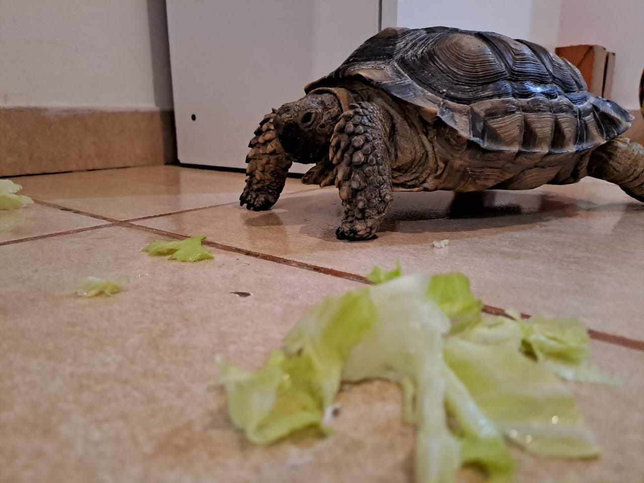 “Tortu”, la tortuga, se escapó y su familia pide ayuda para encontrarla