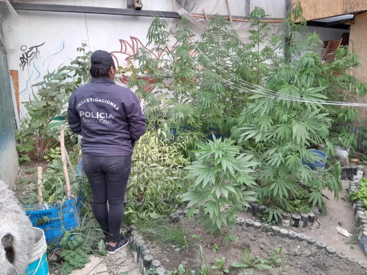 Allanaron una casa por una causa de robo y encontraron un invernadero de marihuana en el patio