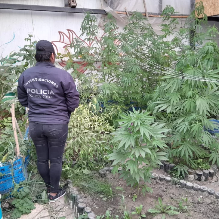 Allanaron una casa por una causa de robo y encontraron un invernadero de marihuana en el patio