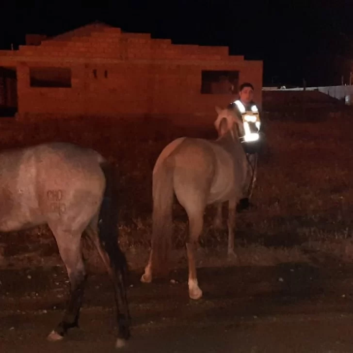 Secuestran caballos sueltos que deambulaban por las calles de Río Gallegos Secuestran caballos sueltos que deambulaban por las calles de Río Gallegos