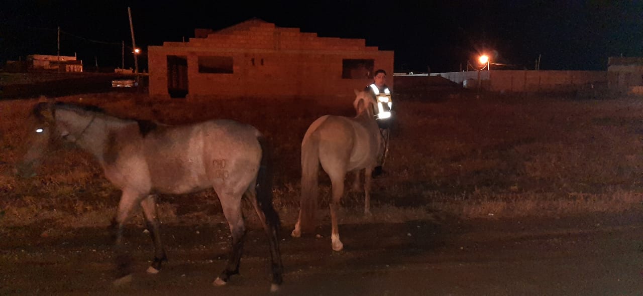 Secuestran caballos sueltos que deambulaban por las calles de Río Gallegos Secuestran caballos sueltos que deambulaban por las calles de Río Gallegos