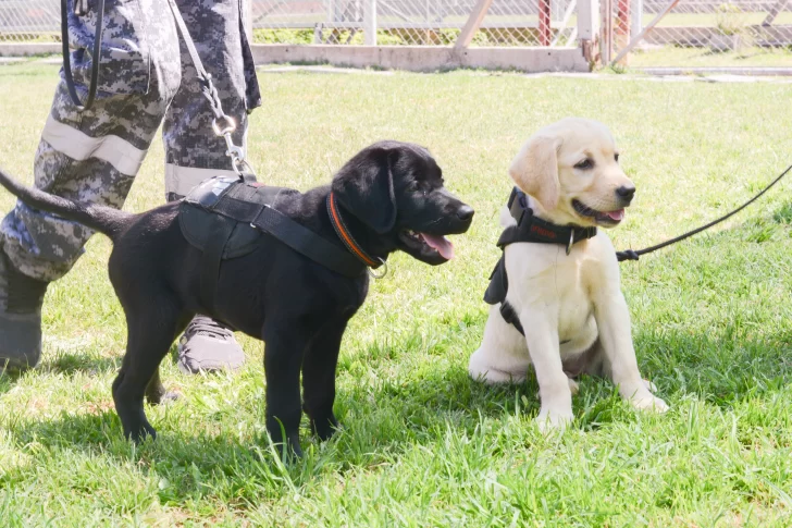 Video. Nueve cachorros de la Aduana comenzaron el entrenamiento para detectar droga y divisas