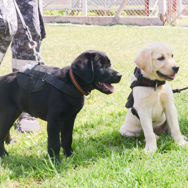 Video. Nueve cachorros de la Aduana comenzaron el entrenamiento para detectar droga y divisas