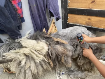 Emotivo cambio: vecinos de Río Gallegos unieron fuerzas para transformar la vida de un perrito