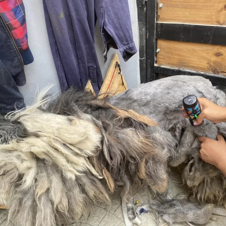 Emotivo cambio: vecinos de Río Gallegos unieron fuerzas para transformar la vida de un perrito