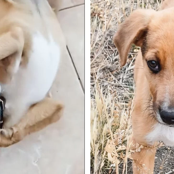 ¿Dónde está Simba? El desesperado pedido de una familia y un niño de 11 años ¿Dónde está Simba? El desesperado pedido de una familia y un niño de 11 años