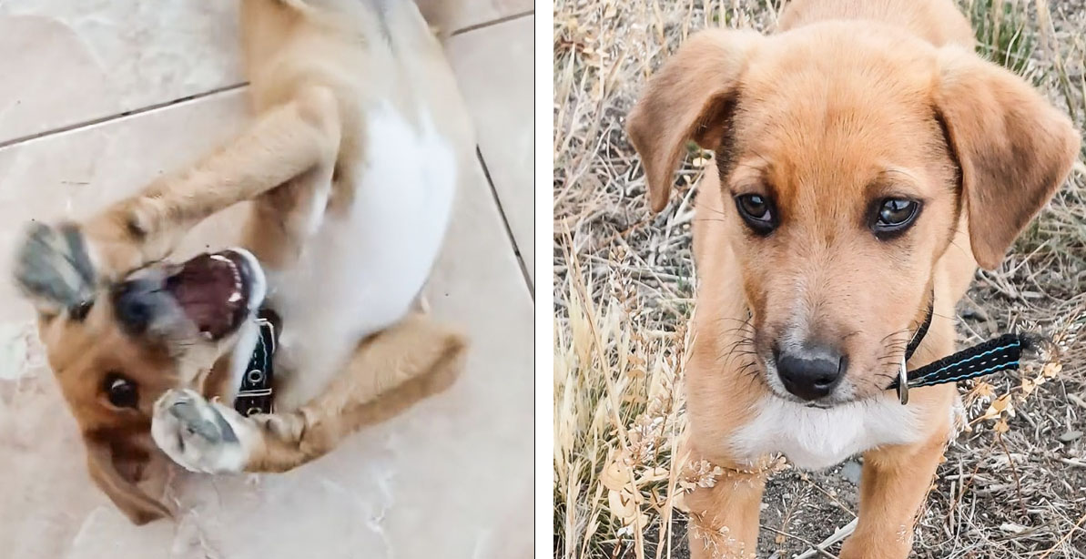 ¿Dónde está Simba? El desesperado pedido de una familia y un niño de 11 años ¿Dónde está Simba? El desesperado pedido de una familia y un niño de 11 años