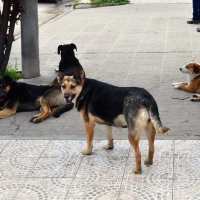 Alerta por un hombre que envenena perros en Los Antiguos: fue visto por dos nenes