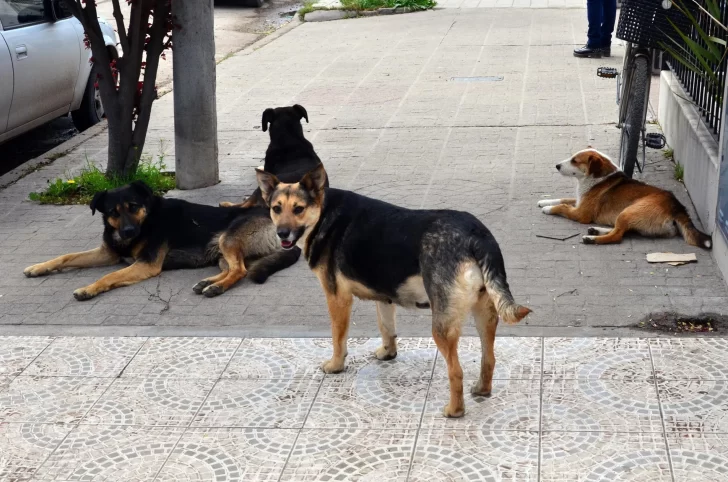 Usaron carne con pesticida para envenenar y matar a más de 100 perros en Corrientes