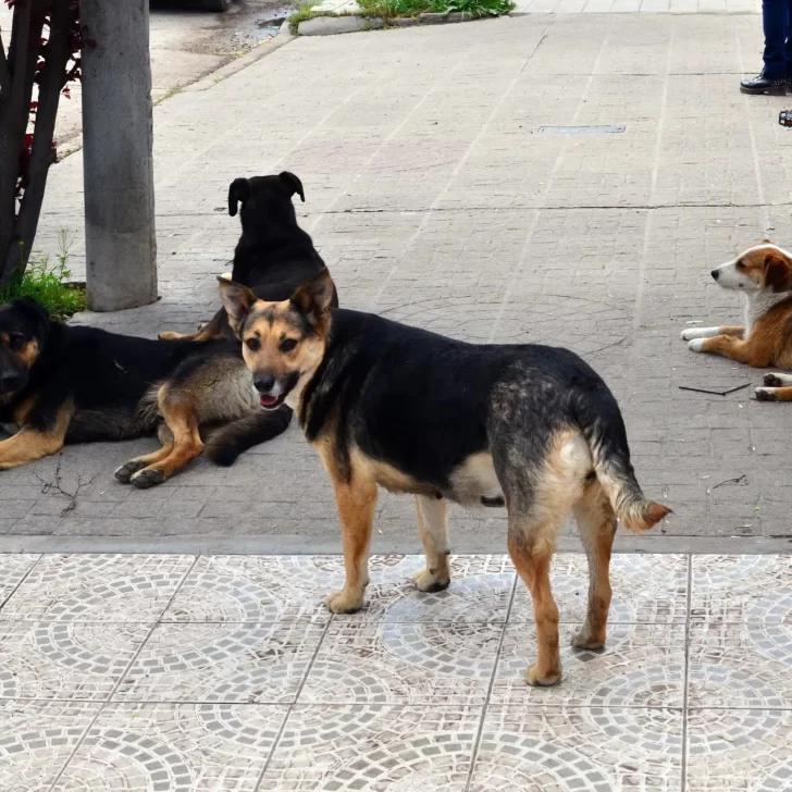 Usaron carne con pesticida para envenenar y matar a más de 100 perros en Corrientes