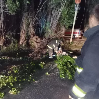 Fuerte temporal de viento en Los Antiguos: se cayó un árbol sobre el tendido eléctrico