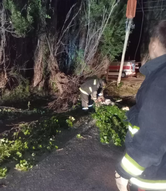 Fuerte temporal de viento en Los Antiguos: se cayó un árbol sobre el tendido eléctrico