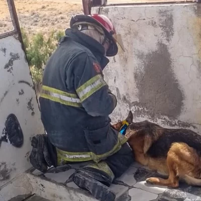 Un desalmado abandonó a una perra en lo alto de una torre: bomberos debieron rescatarla