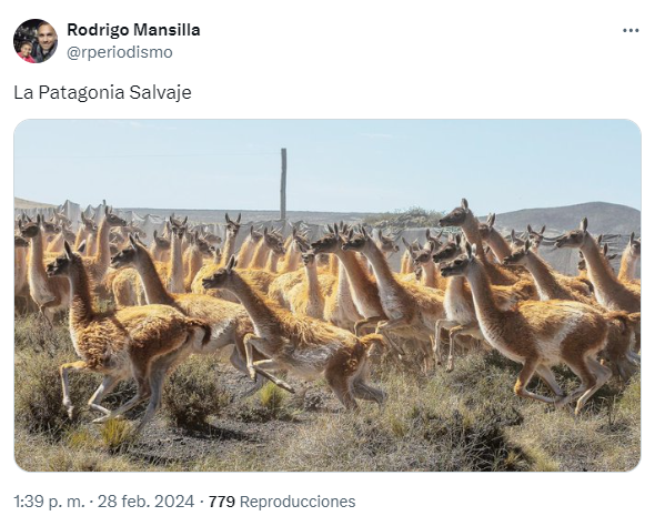 guanacos-bullrich-meme-2