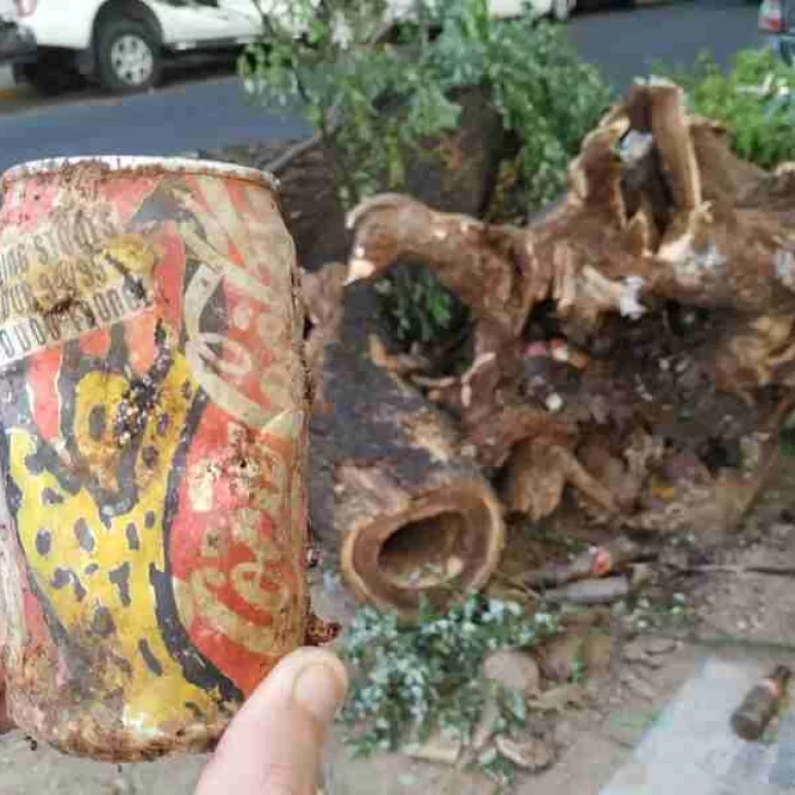 Derribaron un árbol y encontraron una lata de los Rolling Stones que es una reliquia para los coleccionistas