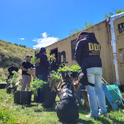 Incautaron más de 120 plantas de marihuana en un invernadero clandestino en El Chaltén