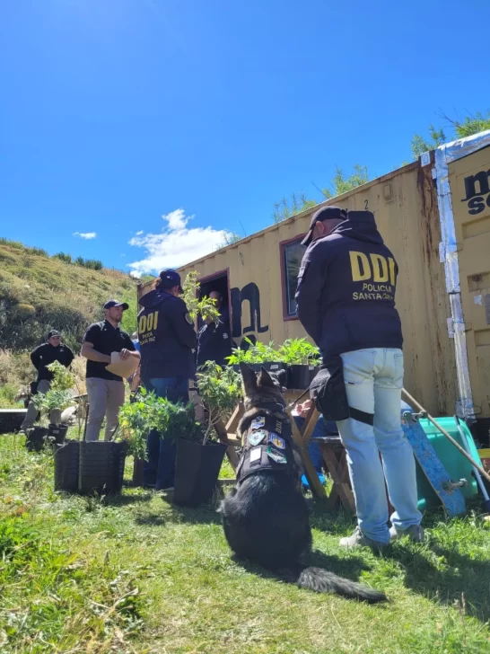 Incautaron más de 120 plantas de marihuana en un invernadero clandestino en El Chaltén