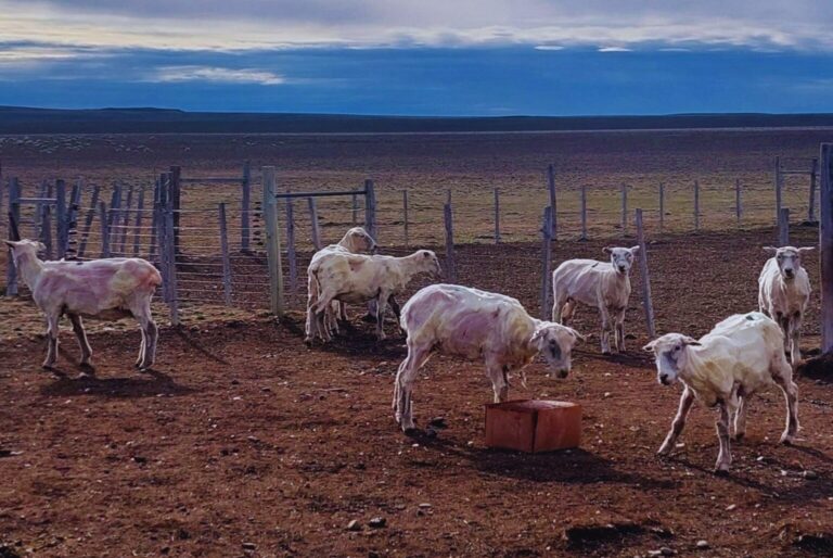 Bloques casi mágicos para que las ovejas superen los momentos flacos