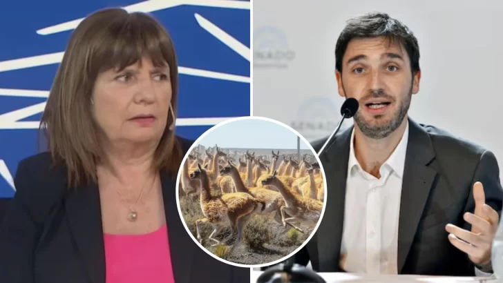 Los “guanacos” de Patricia Bullrich reabren el debate minero en Chubut