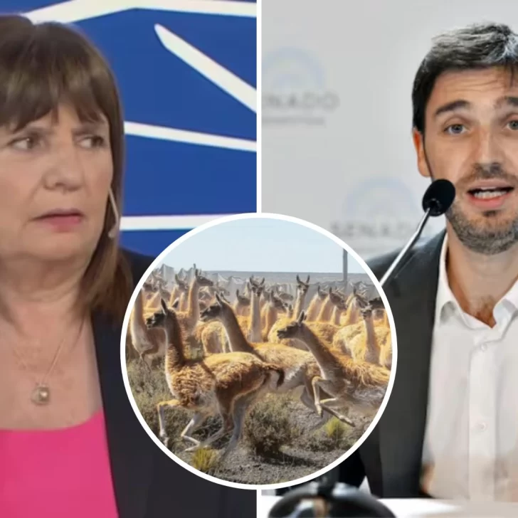 Los “guanacos” de Patricia Bullrich reabren el debate minero en Chubut