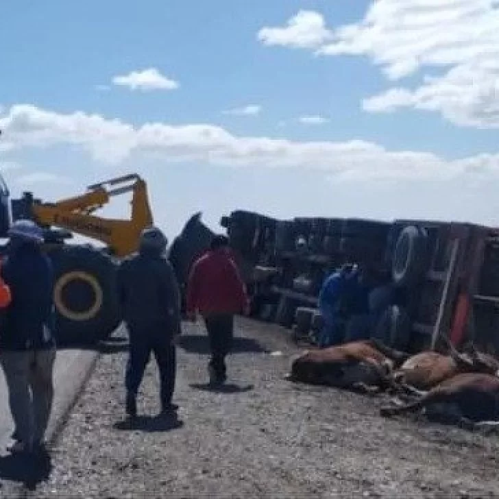 Murieron 11 vacas tras el vuelco de un camión en Ruta 3