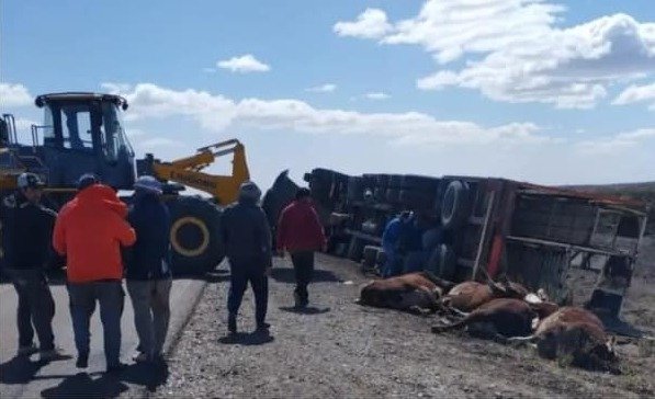 Murieron 11 vacas tras el vuelco de un camión en Ruta 3