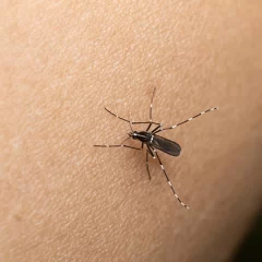 Dengue: qué dicen los expertos sobre la resistencia del mosquito al frío