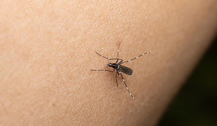 Dengue: qué dicen los expertos sobre la resistencia del mosquito al frío