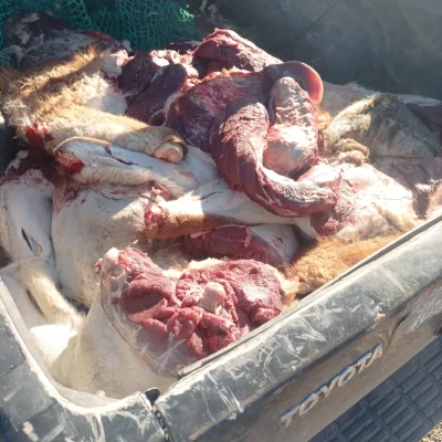 Gravísimo hecho en Santa Cruz: un estanciero cazó guanacos dentro de un Parque Nacional y deberá pagar una multa millonaria