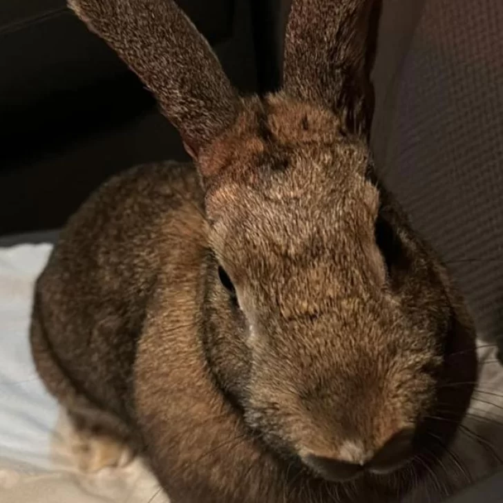 Se perdió “Turko”, el conejo: “Es parte de la familia”