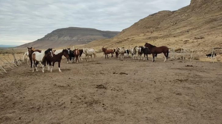 Tras la denuncia de los vecinos, la Policía debió secuestrar más de veinte caballos que estaban sueltos