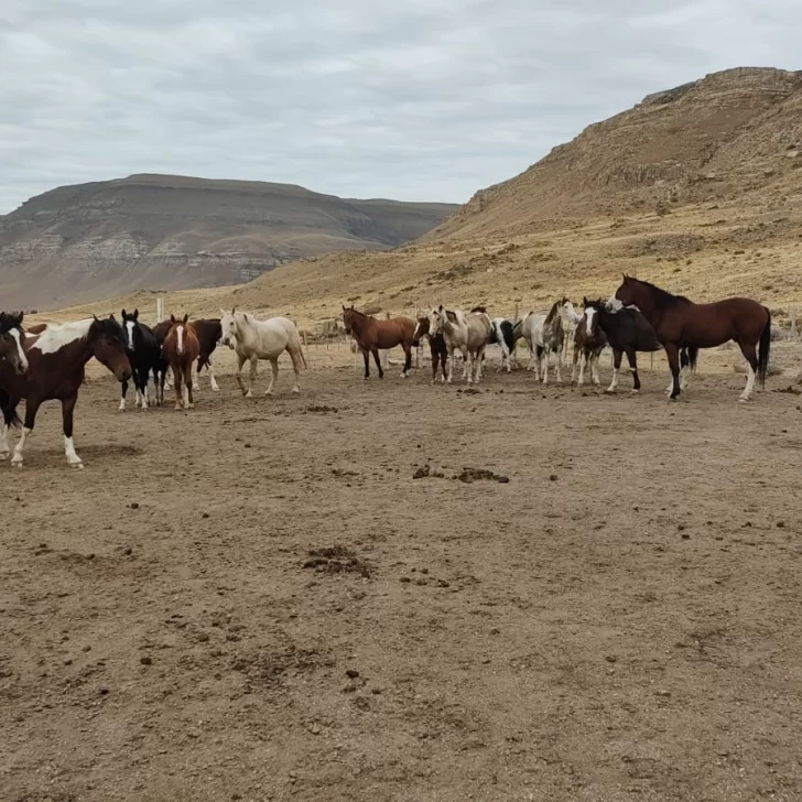 Tras la denuncia de los vecinos, la Policía debió secuestrar más de veinte caballos que estaban sueltos