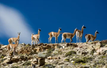 Productores ovinos en alerta: la salida de YPF de Santa Cruz podría agravar el avance de los guanacos