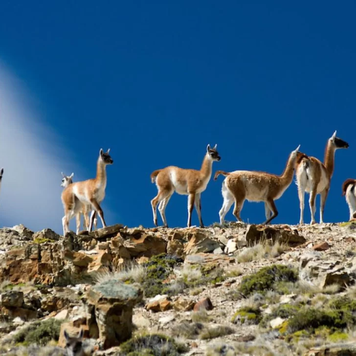 Productores ovinos en alerta: la salida de YPF de Santa Cruz podría agravar el avance de los guanacos