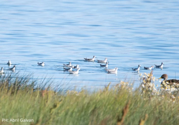 Contabilizaron 33 especies de aves acuáticas en humedal de El Calafate