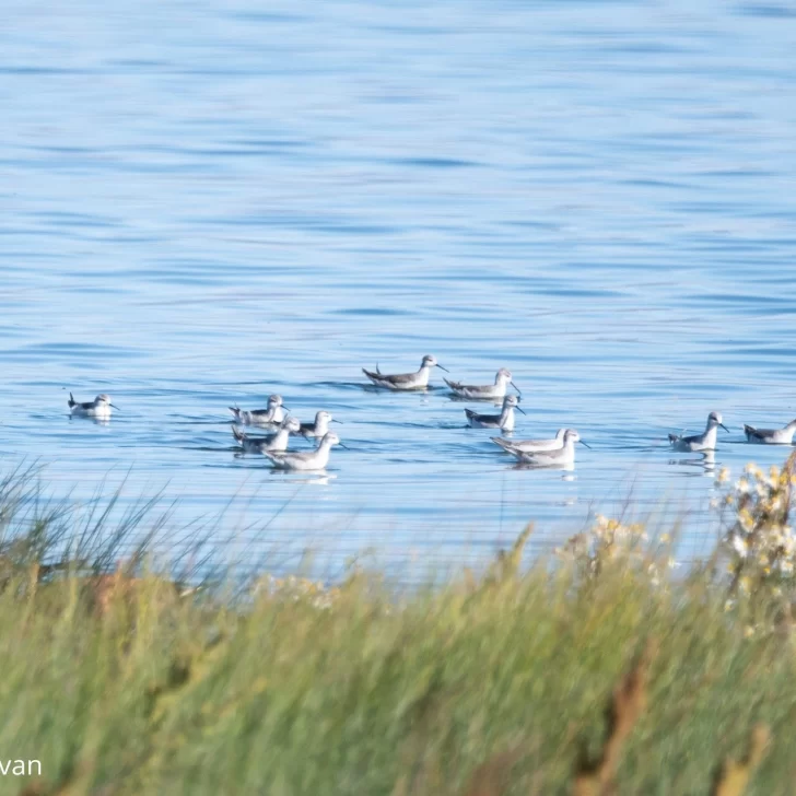 Contabilizaron 33 especies de aves acuáticas en humedal de El Calafate Contabilizaron 33 especies de aves acuáticas en humedal de El Calafate