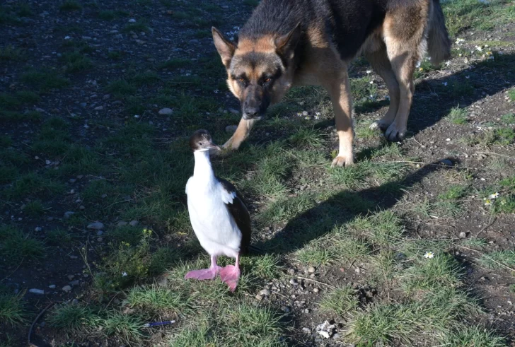 Un Cormorán Imperial apareció en medio de la ciudad y llamó la atención de los vecinos