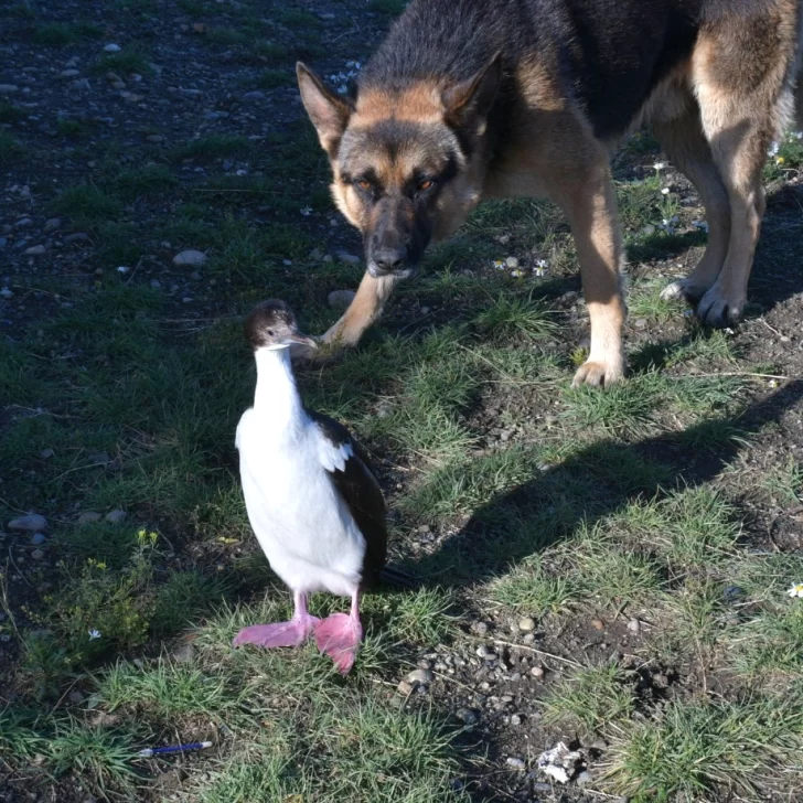 Un Cormorán Imperial apareció en medio de la ciudad y llamó la atención de los vecinos