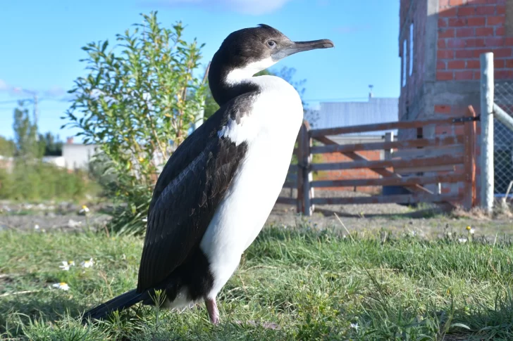 cormoran-imperial-en-rio-gallegos-3928-1-728x485