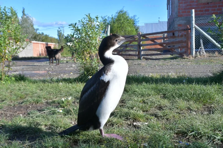 cormoran-imperial-en-rio-gallegos-3928-2-728x485