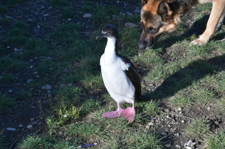 cormoran-imperial-en-rio-gallegos-3928-6-728x485