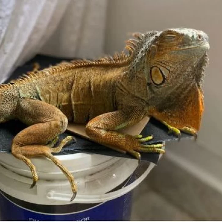 Sigue la búsqueda de Elvis, la iguana, y ofrecen recompensa de $50.000