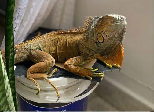 Sigue la búsqueda de Elvis, la iguana, y ofrecen recompensa de $50.000