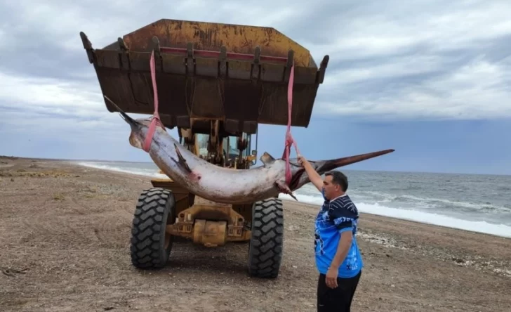 Insólito: apareció un pez espada de casi 300 kilos en la costa de Chubut